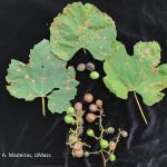 Black rot lesions on grape leaves, early symptoms on fruit