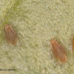Green peach aphids (Myzus persicae) on a pansy leaf. 