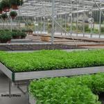 Greenhouse greens