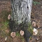 Several Grifola frondosa mushrooms growing at the base of an infected northern red oak (Quercus rubra) in a park setting. Photo by N. Brazee