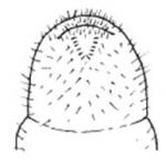 Japanese Beetle raster patter diagram