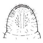 Oriental beetle raster pattern diagram