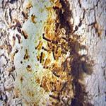 A Lymantria dispar (spongy moth) egg mass that is starting to hatch. (Charlie Burnham)