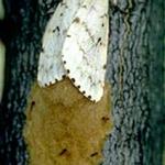 A female Lymantria dispar (formerly gypsy moth) that is producing an egg mass. (Charlie Burnham)