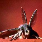 An adult male Lymantria dispar (spongy moth). (Courtesy of the USDA Forest Service)