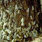 Numerous female Lymantria dispar (formerly gypsy moth) laying eggs during a peak year for their population. Each egg mass will contain upwards to 800 eggs. (Charlie Burnham) 
