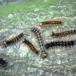 A cluster of Lymantria dispar (formerly gypsy moth) caterpillars. (Photo: R. Childs)