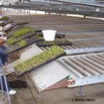 Hand transplanting in greenhouse