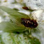 A winged adult hemlock woolly adelgid which is rather rare. These fly to seek a spruce species. However, in the USA, there are no spruce species that support this pest so any winged HWA that fly to a spruce species here will die. (Photo: R. Childs)