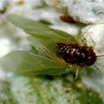 Hemlock woolly adelgid sexupara. This winged individual has no spruce host in the USA to form a gall on, so it will perish. Photo: Robert Childs.