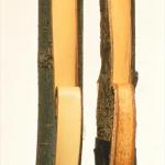 Right: healthy bark. Left: inner bark infected with elm yellows (Photo: W. A. Sinclair)