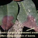 Rhododendron - leaf spots with diffuse margins