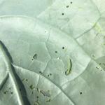Diamondback moth larva, and characteristic "windowpane" damage. Photo: G. Higgins