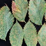 Figure 2: American elms leaves with numerous black spot lesions.