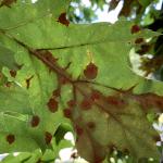 Initial symptoms of Tubakia leaf blotch appear as red-colored, water-soaked, circular leaf spots and marginal blight.