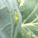 Imported cabbageworm pupa on underside of cabbage leaf. Photo: G. Higgins