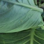 Imported cabbageworm egg on underside of cabbage leaf. Photo: UMass Extension Vegetable Program