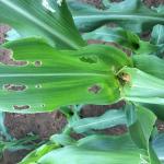 Fall armyworm feeding damage and frass. Photo: UMass Extension Vegetable Program