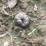Black cutworm larva. Photo: UMass Extension Vegetable Program