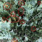 Numerous galls with gelatinized telia (in red circles) produced by Gymnosporangium juniperi-virginianae in the canopy of a rocky mountain juniper (Juniperus scopulorum). Photo by N. Brazee