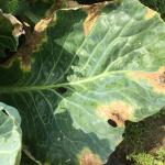 Black rot of brassicas, caused by Xanthomonas campestris pv. campestris. This bacterium enters through the hydathodes along the leaf margins, causing characteristic V-shaped lesions. Photo: UMass Vegetable Program