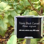 Black currant (Ribes nigrum) and all cultivars are banned in Massachusetts