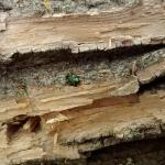 Adult emerald ash borer emerging from ash in North Andover, MA. (Photo: Tawny Simisky)