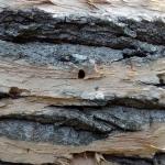 D-shaped exit hole in ash bark formed by an emerging emerald ash borer adult. (Photo: Tawny Simisky)