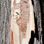Adult and larval emerald ash borer on section of bark showing serpentine feeding galleries from the larva. (Photo: Tawny Simisky)