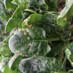 Cladosporium leaf spot on spinach. Photo: G. Higgins, UMass Vegetable Program
