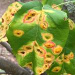 Fully developed leaf spots on apple (Malus domestica) produced by Gymnosporangium juniperi-virginianae often appear yellow with reddish-orange margins. Photo by N. Brazee