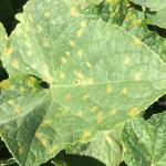 Cucurbit downy mildew symptoms on the upper side of a cucumber leaf. Photo: G. Higgins