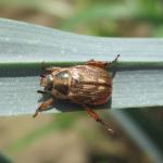 Oriental beetle. Photo: UMass Extension Vegetable Program