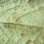 Cucurbit downy mildew on underside of cucumber leaf.