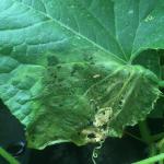 A squash leaf partially affected by bacterial wilt, with one striped cucumber beetle, the insect pest that vectors the bacterial wilt pathogen. Photo: G. Higgins, UMass Vegetable Program