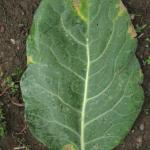 V-shaped lesions on a brassica leaf, caused by black rot. Photo: S. B. Scheufele