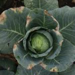 Black rot symptoms on cabbage. Photo: S. B. Scheufele