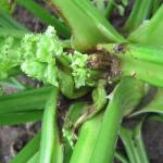 Stem lesions caused by celery anthracnose. Photo: UMass Extension Vegetable Program