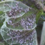 Cabbage aphid colony. Photo: UMass Vegetable Program