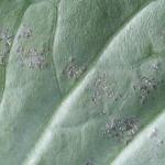 Brassica downy mildew sporulation. Photo: G. Higgins