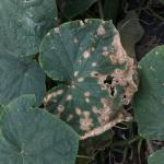 Alternaria leaf spot on cucumber. Photo: UMass Extension Vegetable Program