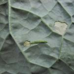 Diamondback moth larvae, with characteristic windowpane feeding damage. Photo: UMass Extension Vegetable Program