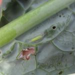 Diamondback moth pupa. Photo: UMass Extension Vegetable Program