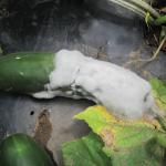 Pythium fruit rot on cucumber. Photo: UMass Extension Vegetable Program