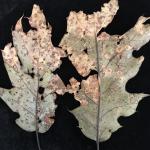 Spots and blotches caused by Tubakia on the abaxial (lower) surface of red oak (Quercus rubra) leaves.