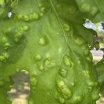 Early symptoms of oak leaf blister on a northern red oak (Quercus rubra) visible in late May. Photo by N. Brazee.