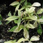 Iron deficiency on Cleome