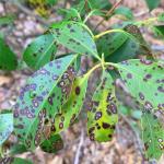 Pseudocercospora leaf spot symptoms on mountain laurel (Kalmia latifolia). Photo by N. Brazee