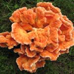 Orange-colored fruiting body of Laetiporus cincinnatus produced several feet away from an infected black oak (Quercus velutina). Photo by N. Brazee