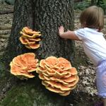 Shelf-like fruiting bodies of Laetiporus sulphureus at the base of a black oak (Quercus velutina) with a young assistant for scale. Photo by N. Brazee